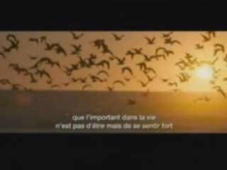 videotop into the wild