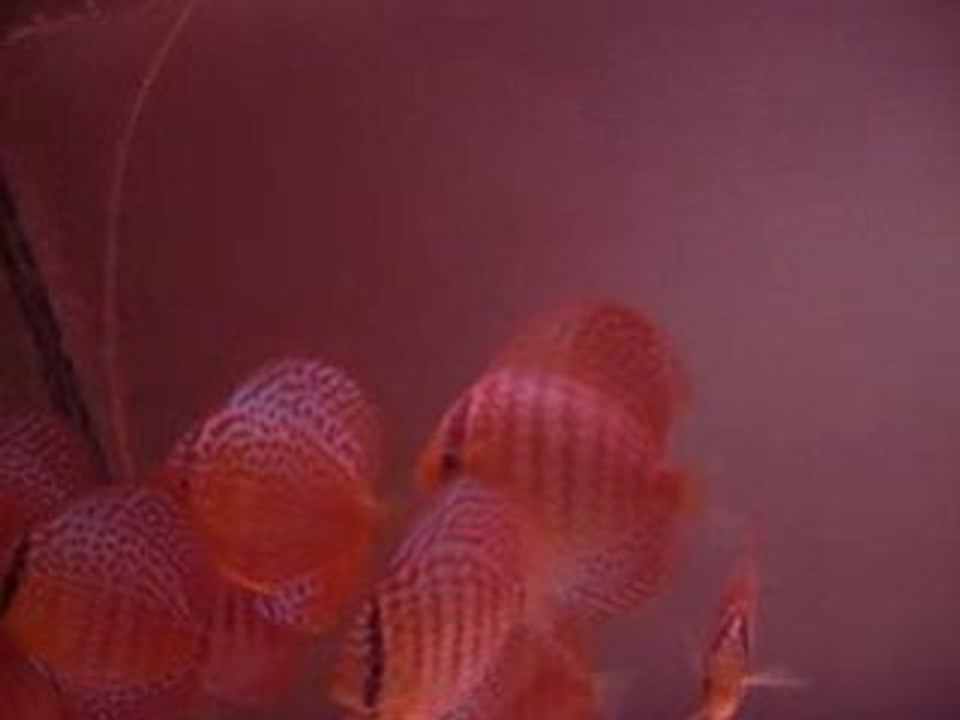 TurkDiskus5