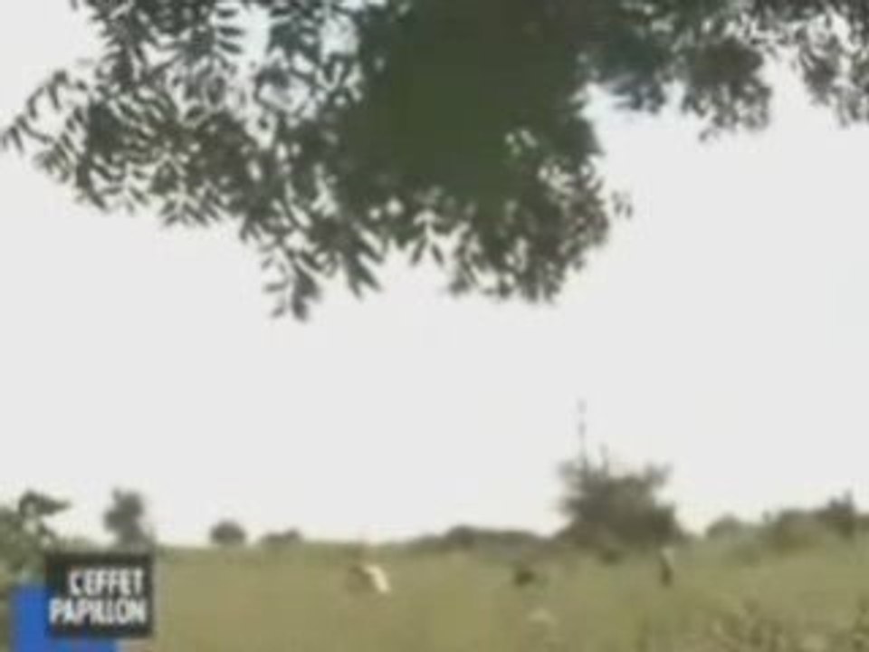 15000 Suicides OGM