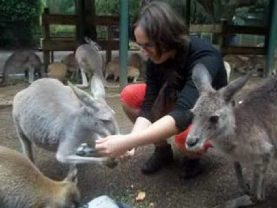 laetie et les kangourous