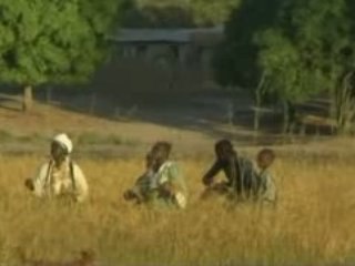 Animist Itou village : the rice harvest