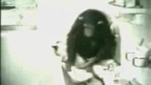 monkey wash cat