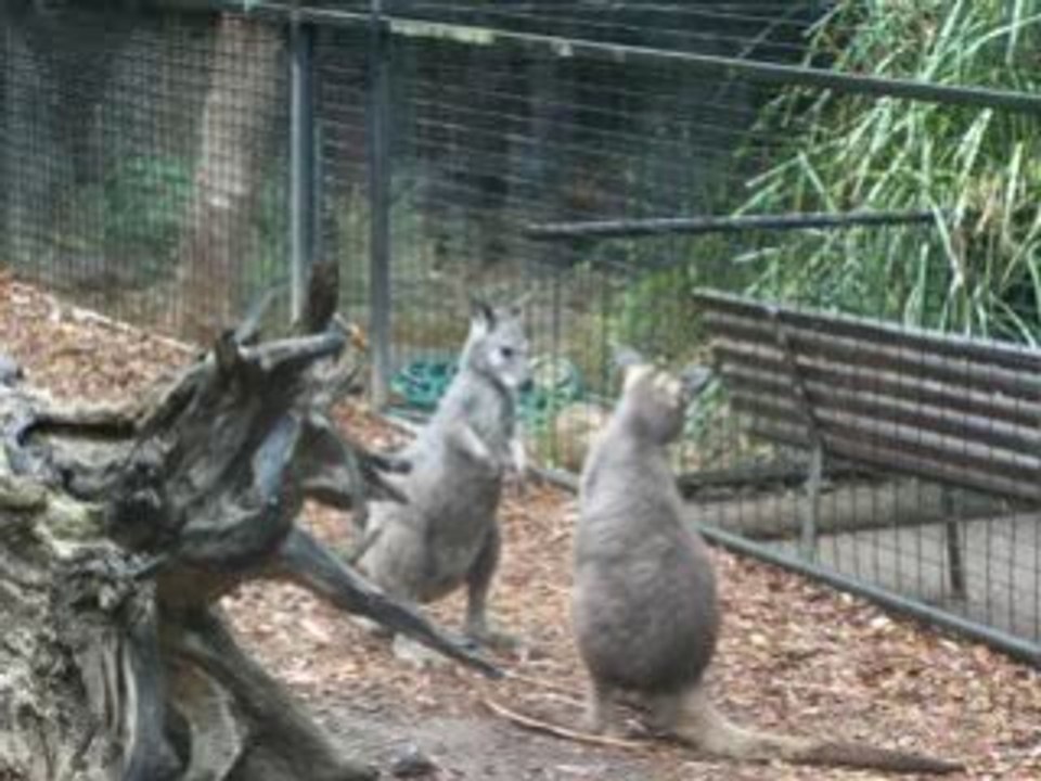 petit kangourou