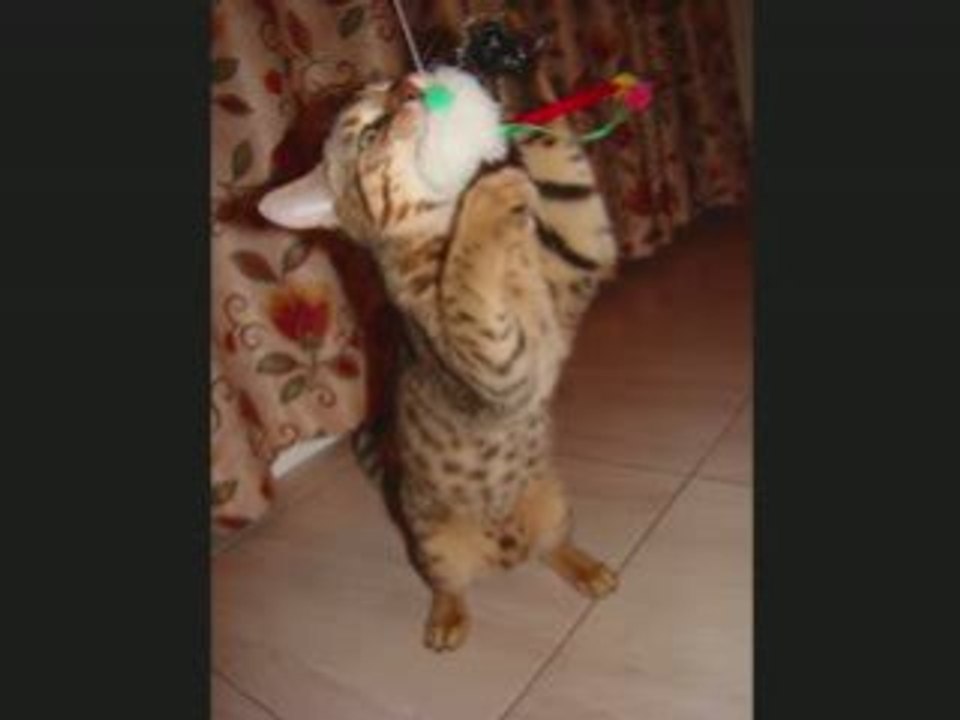 chat & Jouet