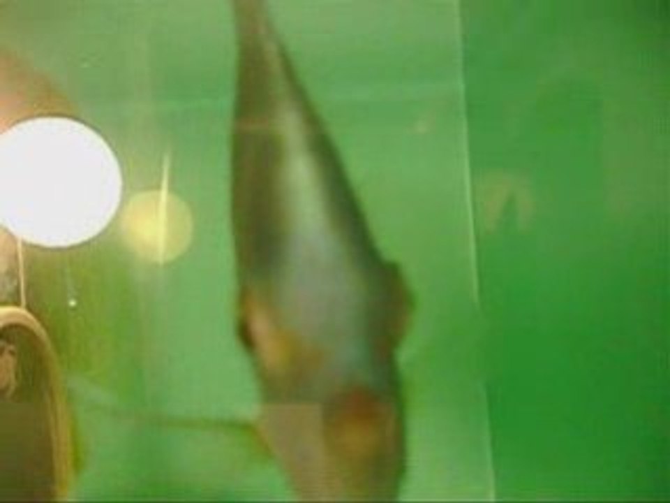 BLUEDİMOND RED TURKUAZ SPOTTED