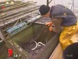Nantes : La pêche à l'anguille jaune compromise