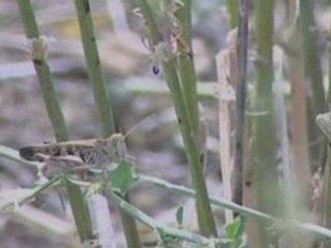Swarms of locusts sweep across Australian state