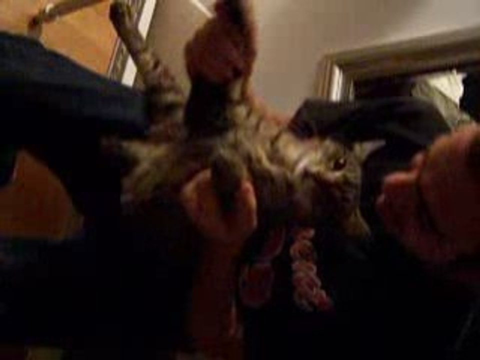 Cat playing drum - Low Ride aka Miteux