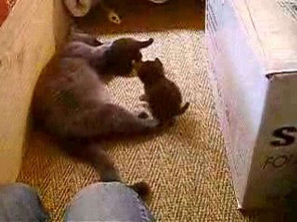 Sauvetage de la toilette musclée !!!!