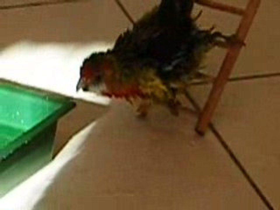 Angel prend son bain suite