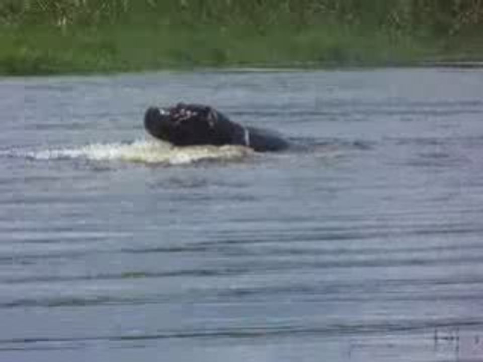 hippo