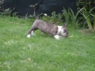 bull terrier 2mois et une semaine