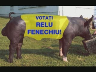 Relu Fenechiu Distribuie Porci în Campania Electorală la Fermieri