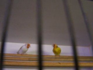 Mutation chardonneret