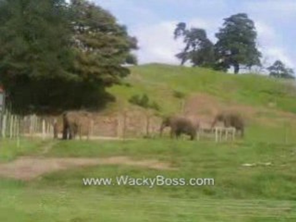 Boring Elephants...zzzzz
