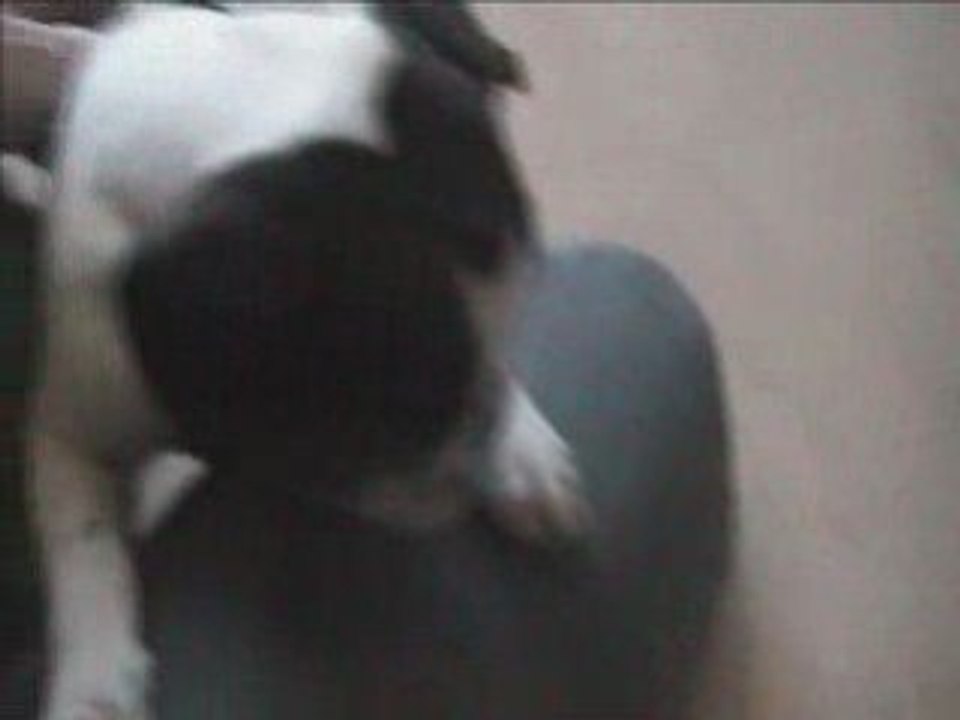 Vidéo-boulis-17 novembre-N°1