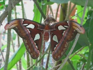 Juillet 2008 AlbiMSWMM_0001