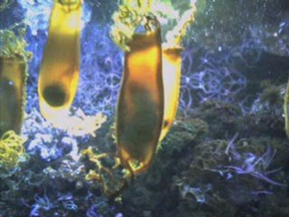 Océarium du Croisic