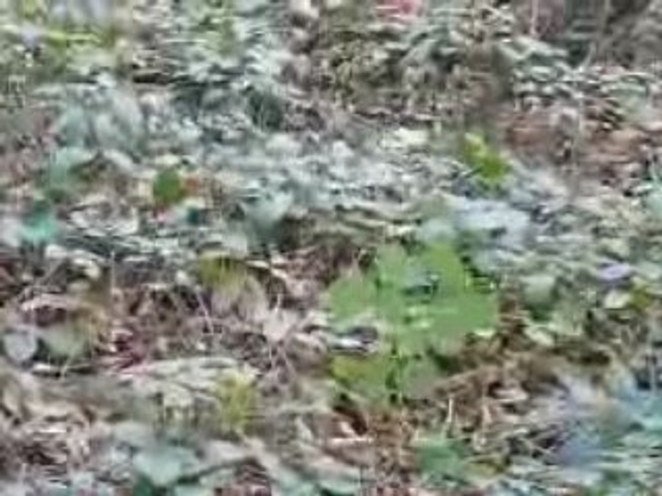 yo