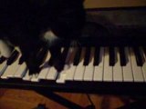 Min katt spelar piano