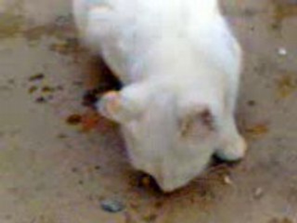 Vidéo054