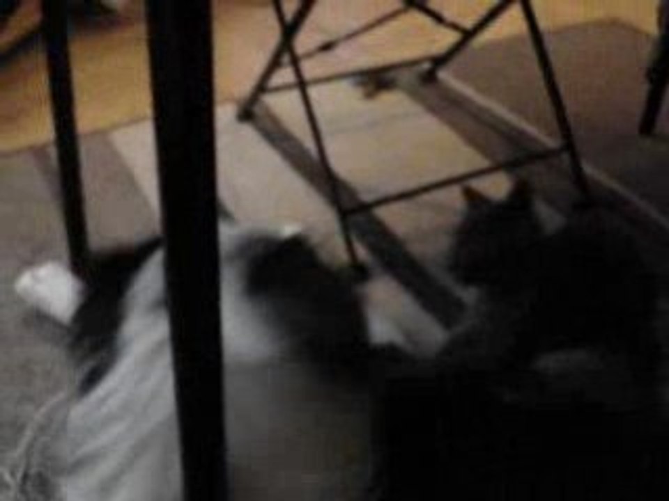 comme chat et chien!
