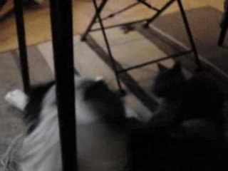 comme chat et chien!