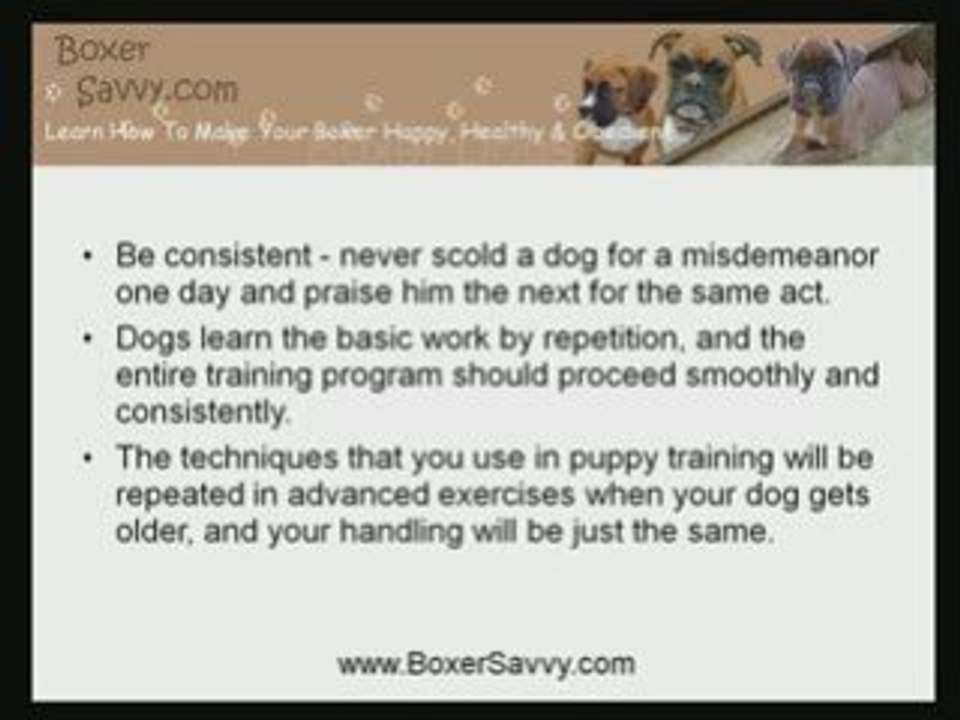 Boxer Dog Training: How To Handle Your Dog Better