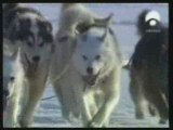 Perros de trineo (Inuit)