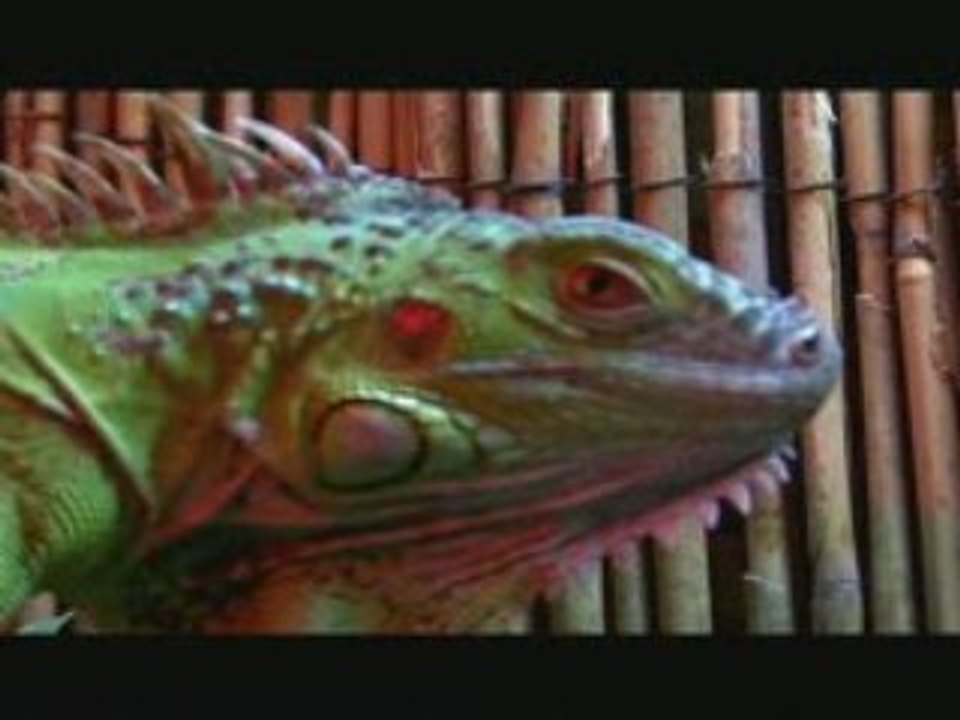 FS.COM 133 ISLAND 974 RIDERS