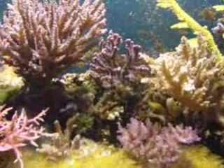 recifal novembre 2008