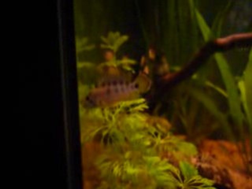 Apistogramma parade