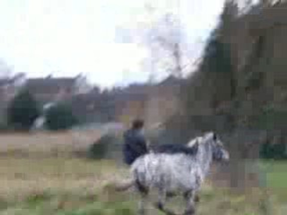 chute poney a cru dans champ