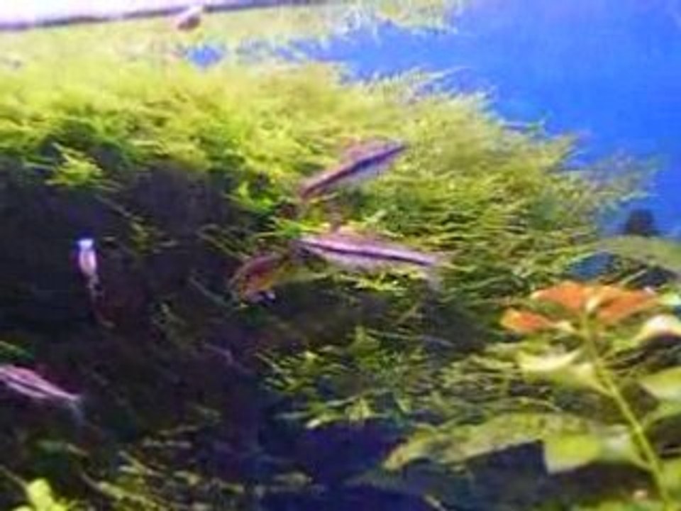 Poissons 013