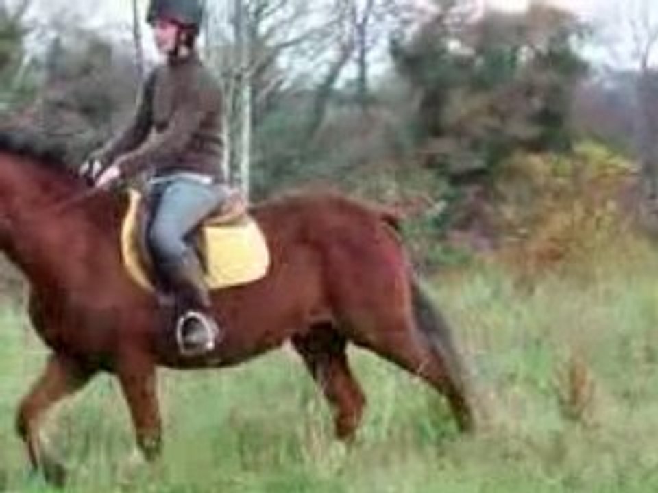 travail poulain Galop 2