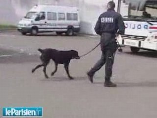 Des chaussettes pour les chiens policiers !