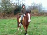 travail poulain Galop 3