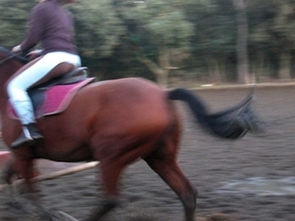 Saut [19/11/08]
