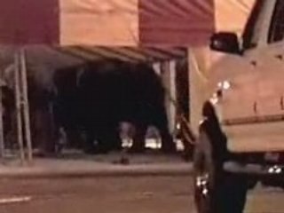 Ringling Brothers Cruelty