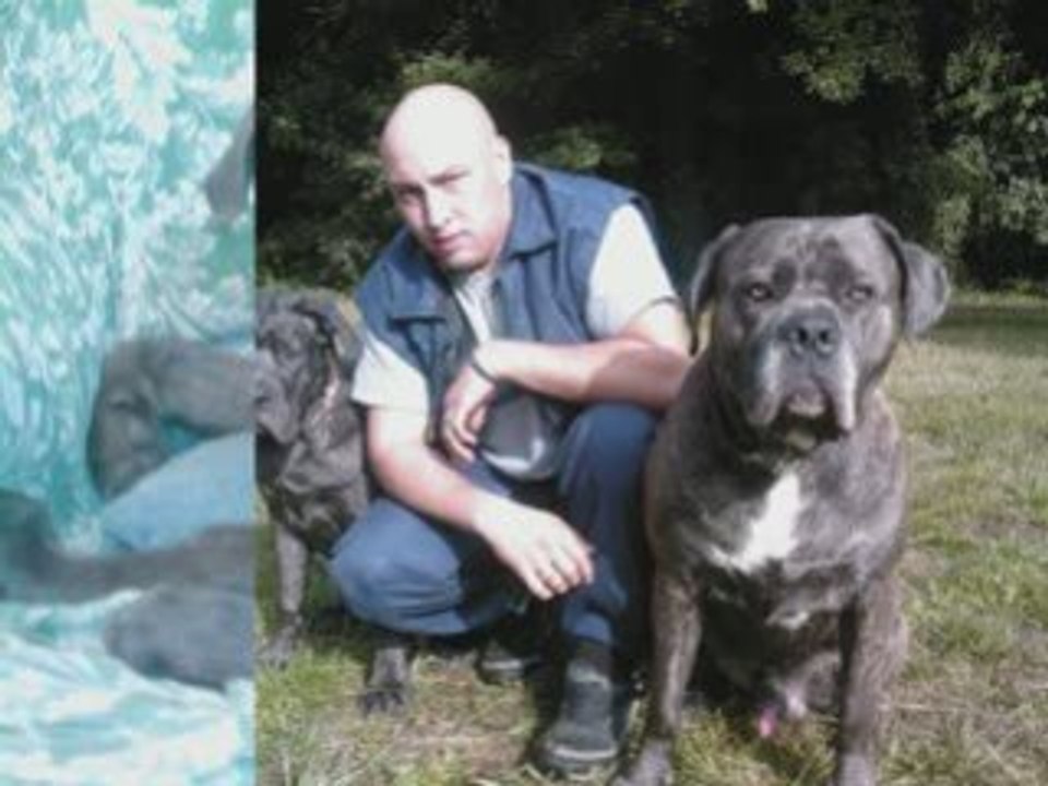 Cane Corso scarface