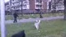 Siberian Husky (Dinah)