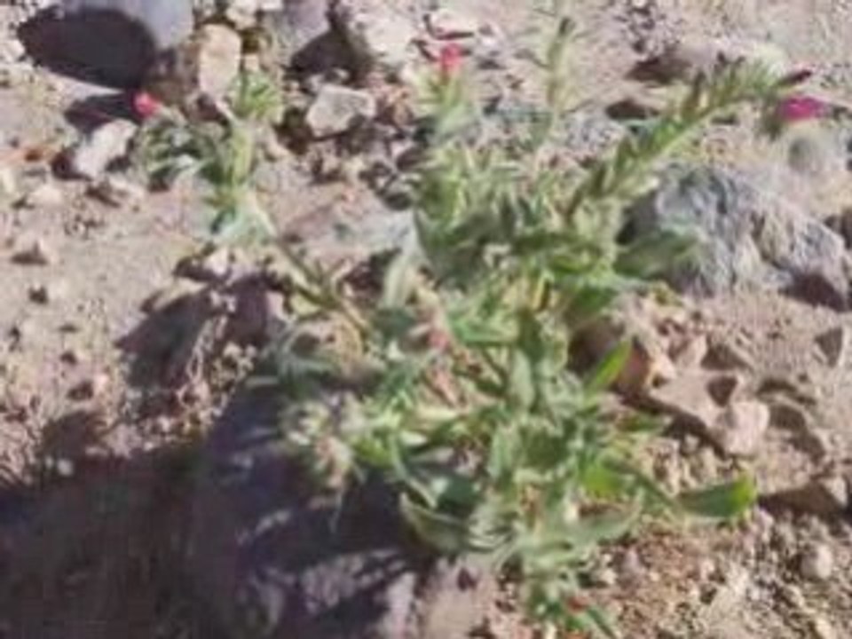 MEHAREE DANS LE HOGGAR