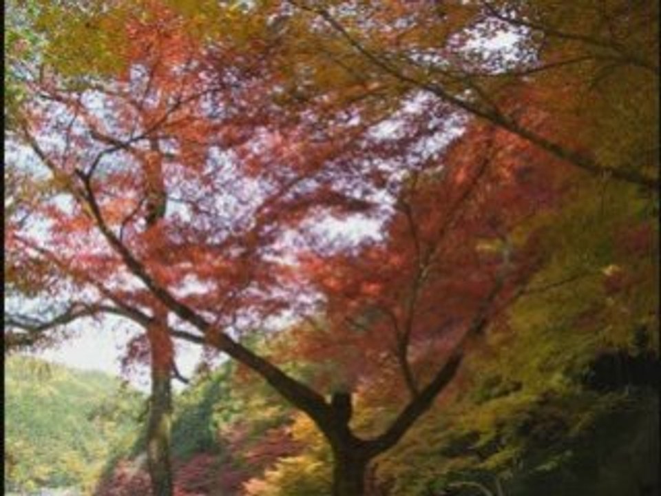 L'automne à la Japon - Kouyou