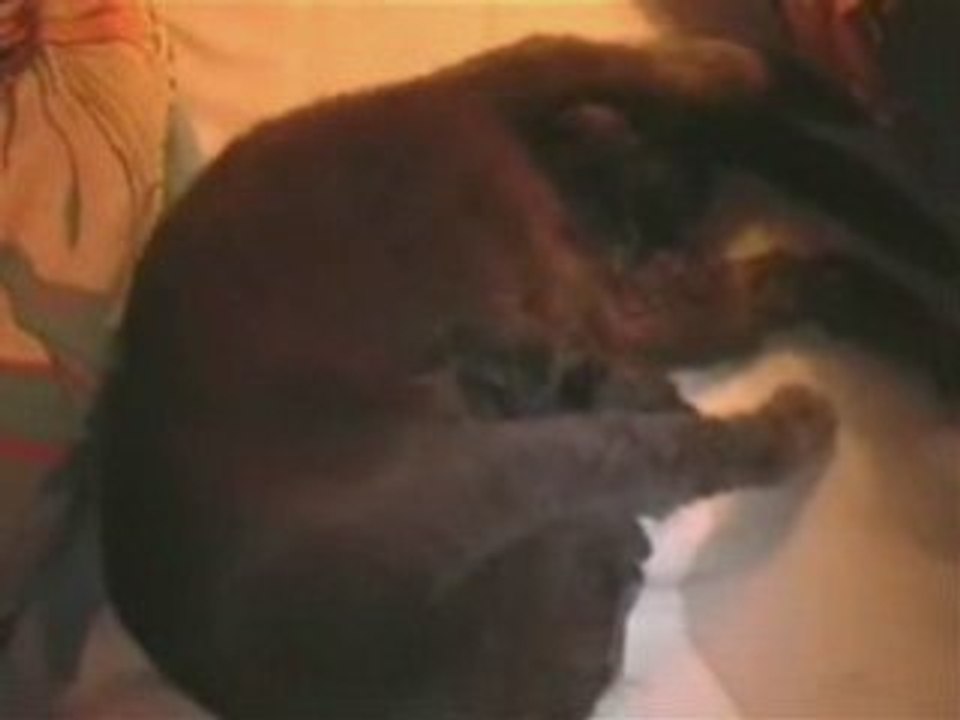 Lili et ses bébés