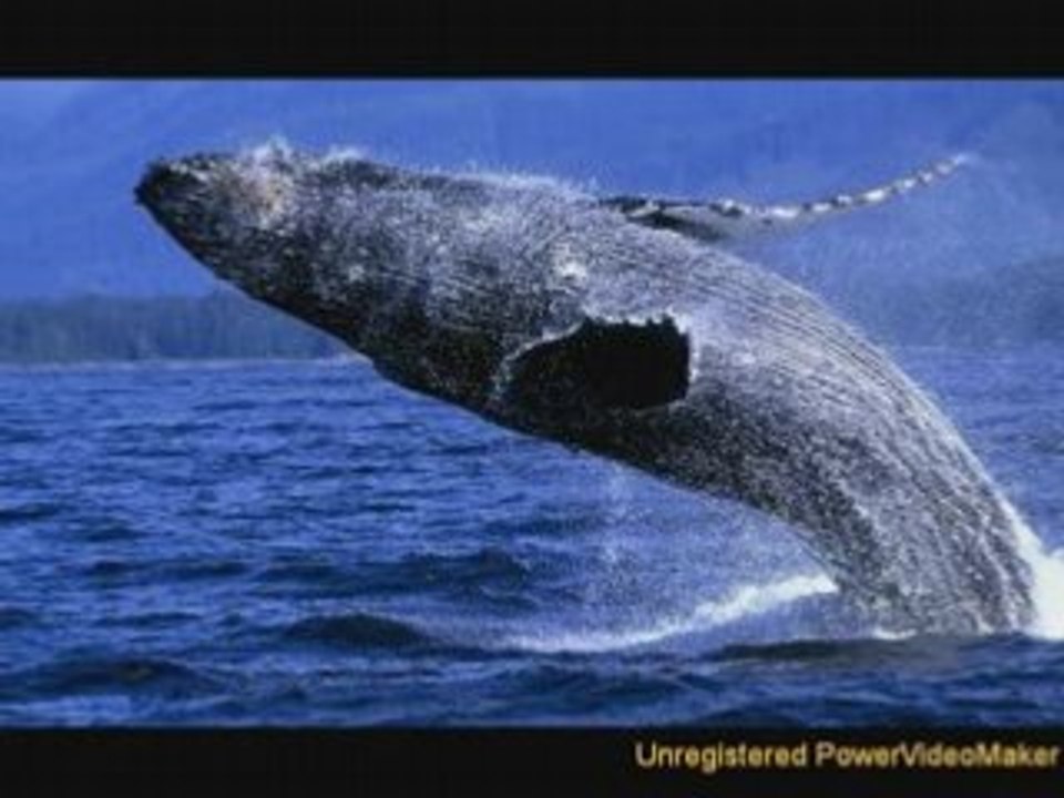 Baleines sud argentine