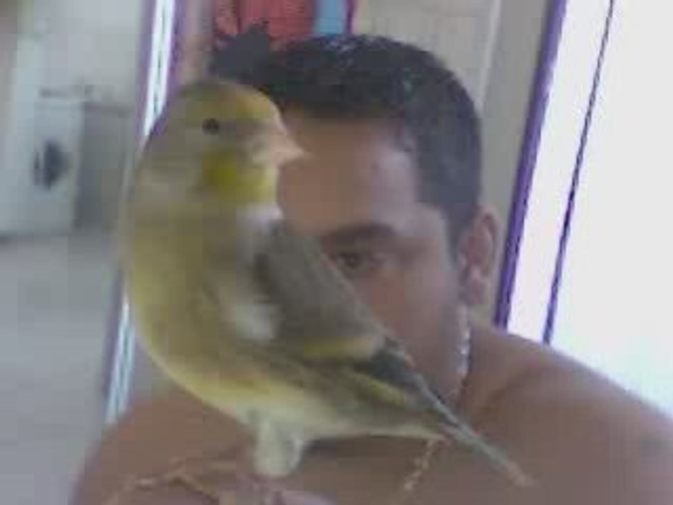 gitan