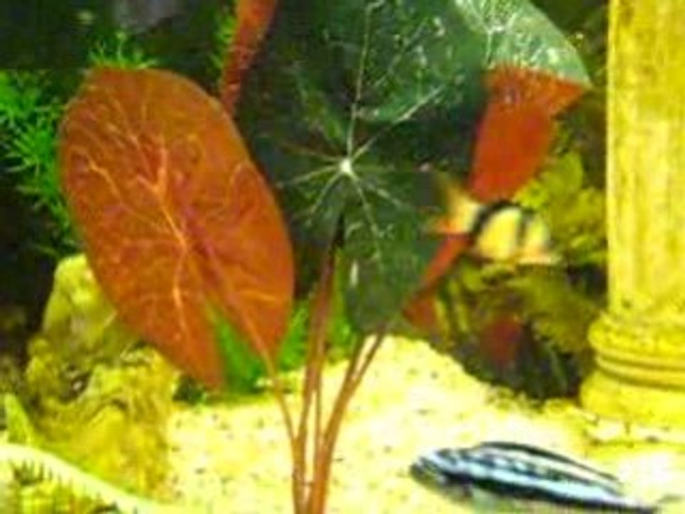 poissons
