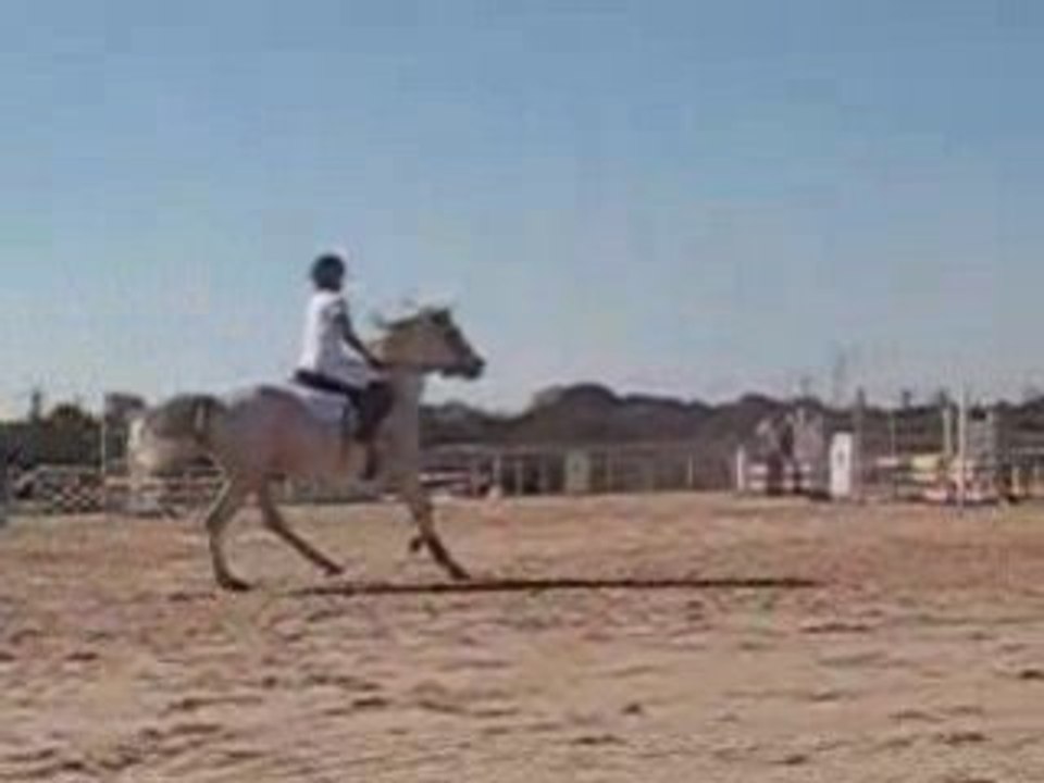 Cso muret douchka pur sang arabe