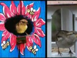 Birds at the Garden Bird House