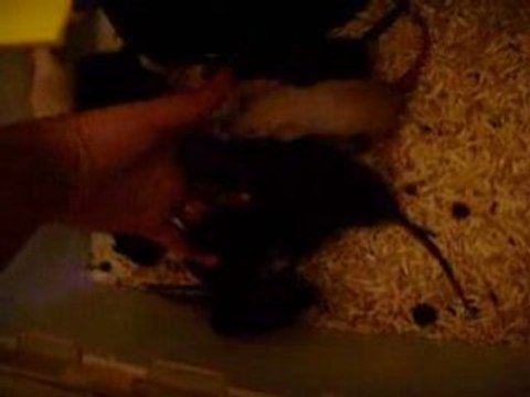 Ratons NOUT x ZAIRE - 5semaines - accros à moi